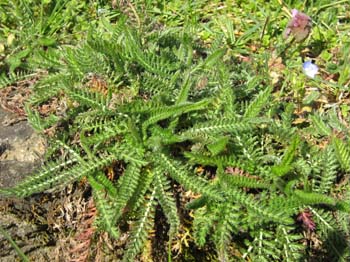 ACHILLEA