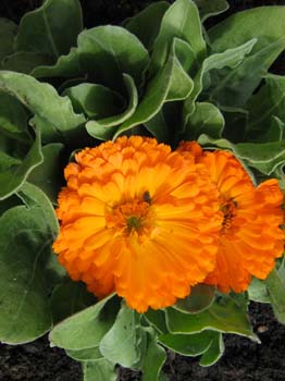 CALENDULA 5