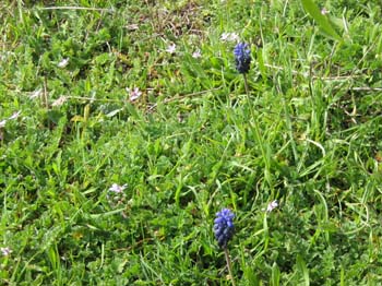 MUSCARI 2