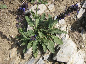 SALVIA PRATENSIS 2